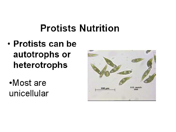  • Most are unicellular 