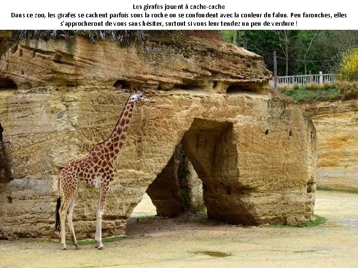 Les girafes jouent à cache-cache Dans ce zoo, les girafes se cachent parfois sous