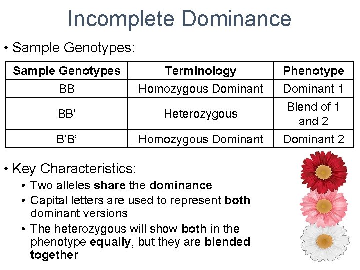 Incomplete Dominance • Sample Genotypes: Sample Genotypes BB Terminology Homozygous Dominant BB’ Heterozygous B’B’