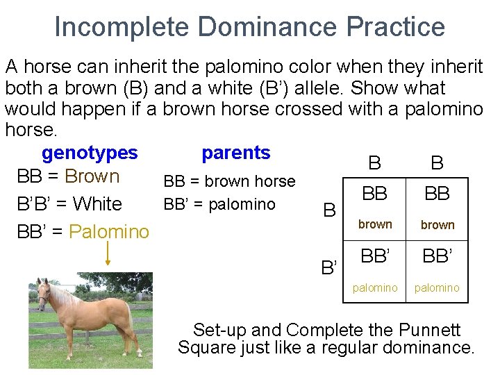 Incomplete Dominance Practice A horse can inherit the palomino color when they inherit both