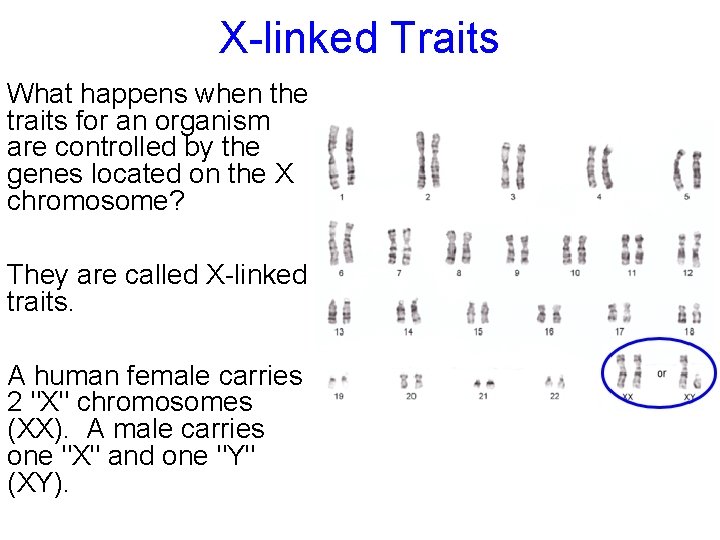 X-linked Traits What happens when the traits for an organism are controlled by the