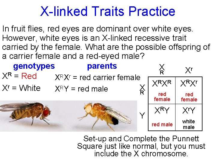 X-linked Traits Practice In fruit flies, red eyes are dominant over white eyes. However,