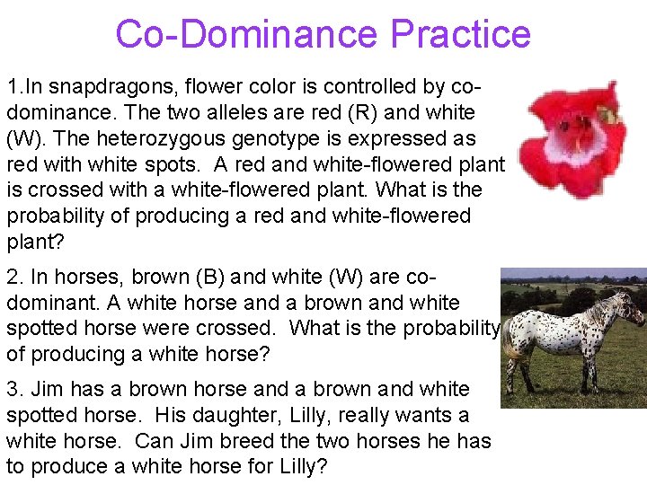 Co-Dominance Practice 1. In snapdragons, flower color is controlled by codominance. The two alleles