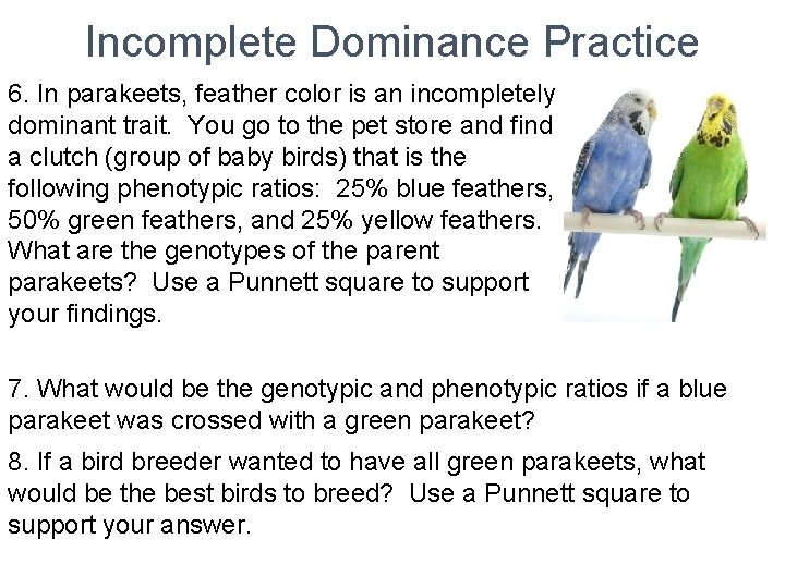 Incomplete Dominance Practice 6. In parakeets, feather color is an incompletely dominant trait. You