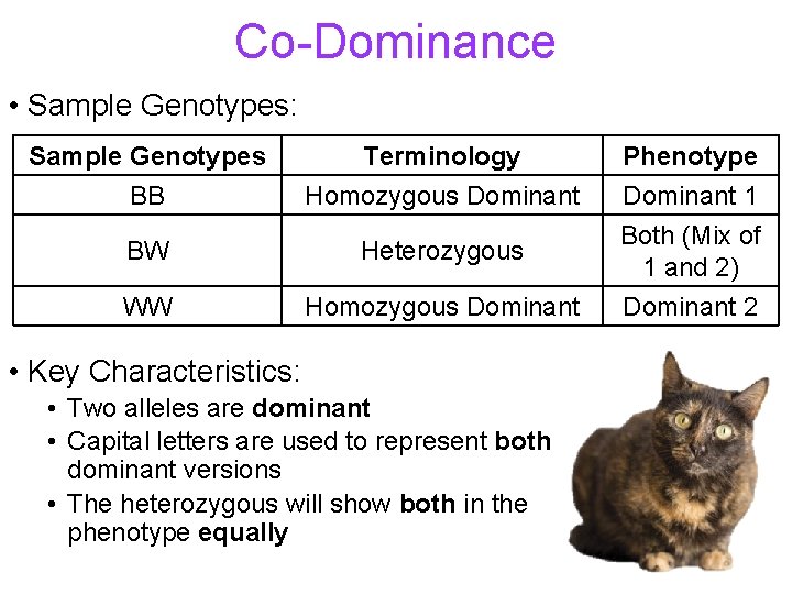 Co-Dominance • Sample Genotypes: Sample Genotypes BB Terminology Homozygous Dominant BW Heterozygous WW Homozygous