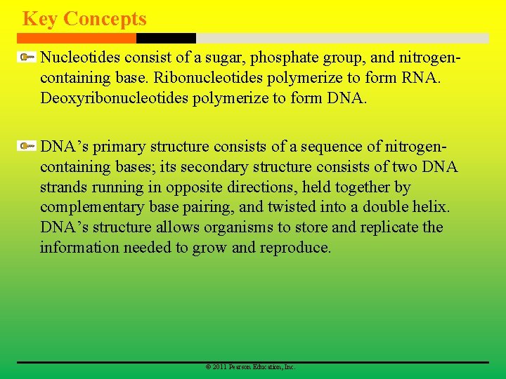 Key Concepts Nucleotides consist of a sugar, phosphate group, and nitrogencontaining base. Ribonucleotides polymerize