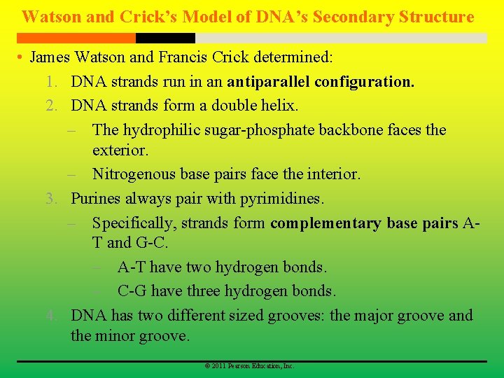 Watson and Crick’s Model of DNA’s Secondary Structure • James Watson and Francis Crick