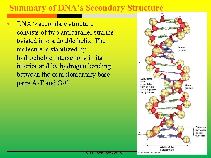 Summary of DNA’s Secondary Structure • DNA’s secondary structure consists of two antiparallel strands