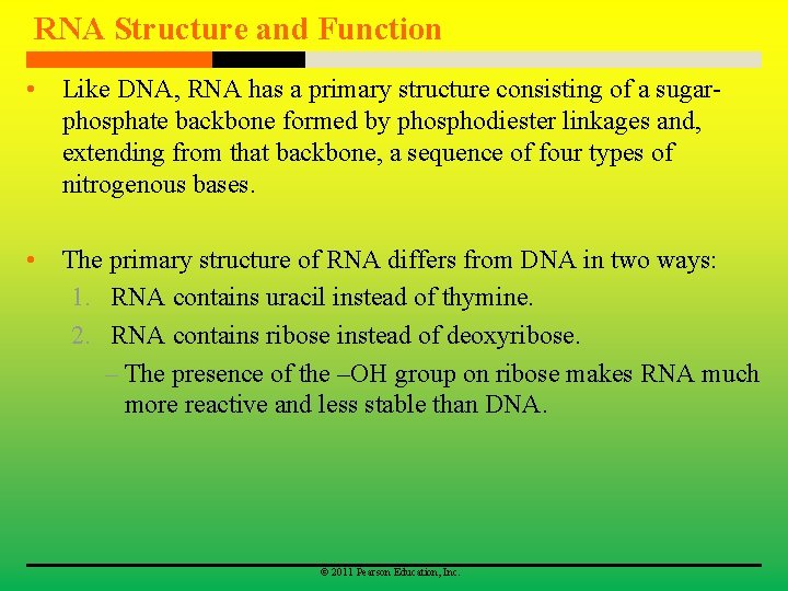 RNA Structure and Function • Like DNA, RNA has a primary structure consisting of
