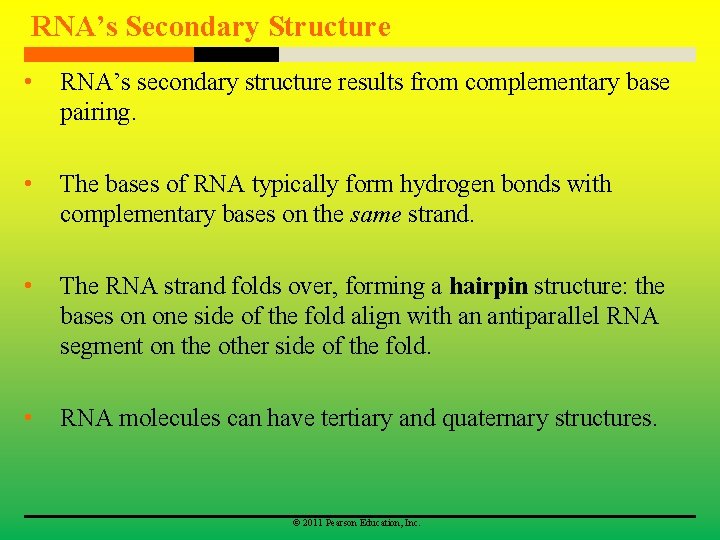 RNA’s Secondary Structure • RNA’s secondary structure results from complementary base pairing. • The