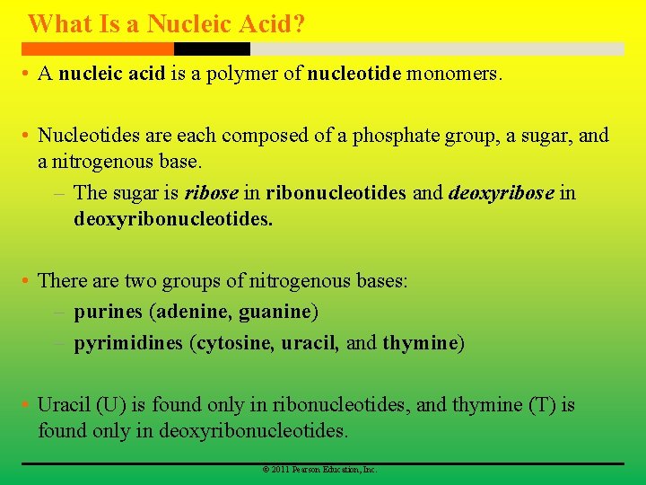 What Is a Nucleic Acid? • A nucleic acid is a polymer of nucleotide