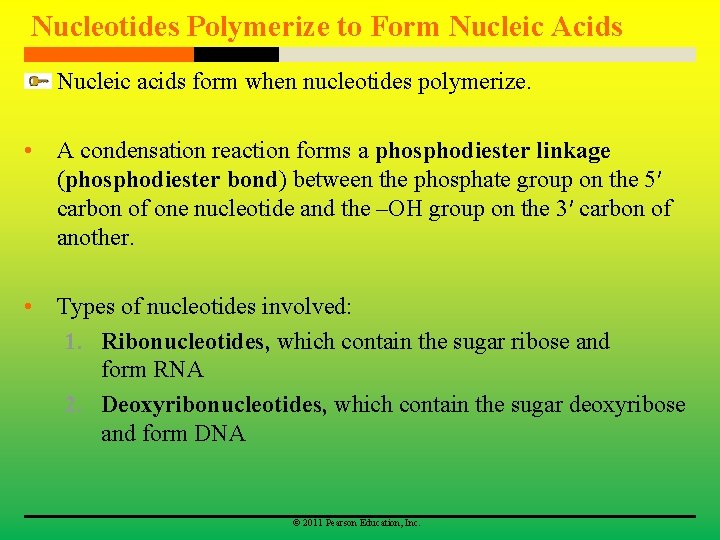 Nucleotides Polymerize to Form Nucleic Acids Nucleic acids form when nucleotides polymerize. • A