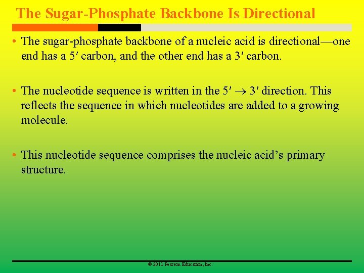 The Sugar-Phosphate Backbone Is Directional • The sugar-phosphate backbone of a nucleic acid is