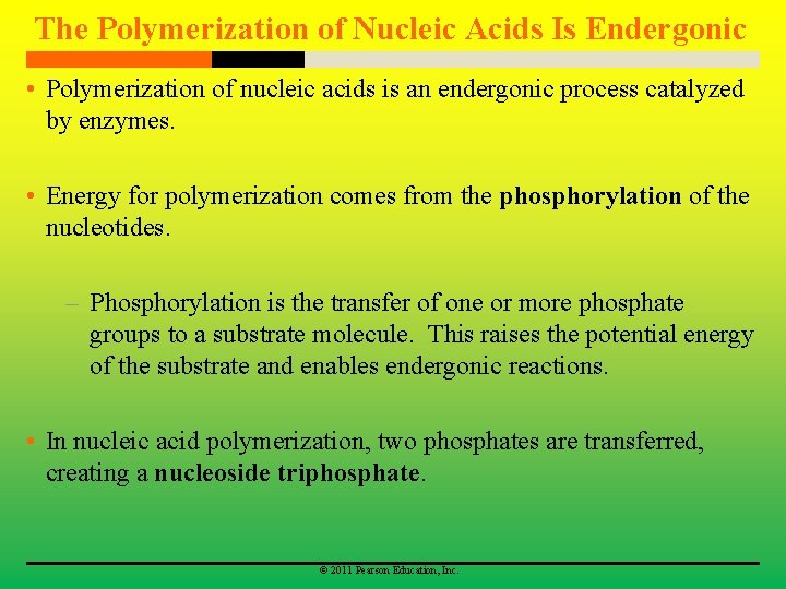 The Polymerization of Nucleic Acids Is Endergonic • Polymerization of nucleic acids is an