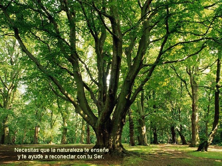 Necesitas que la naturaleza te enseñe y te ayude a reconectar con tu Ser.