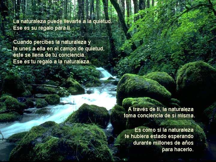 La naturaleza puede llevarte a la quietud. Ese es su regalo para ti. Cuando