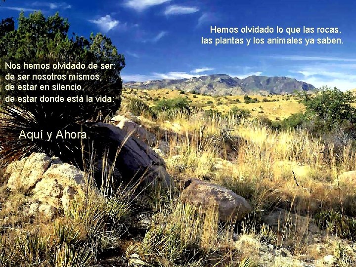 Hemos olvidado lo que las rocas, las plantas y los animales ya saben. Nos