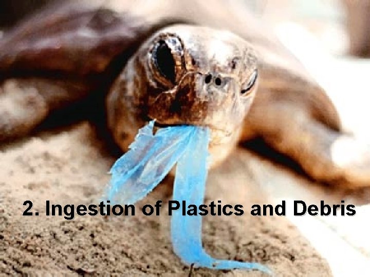 2. Ingestion of Plastics and Debris 