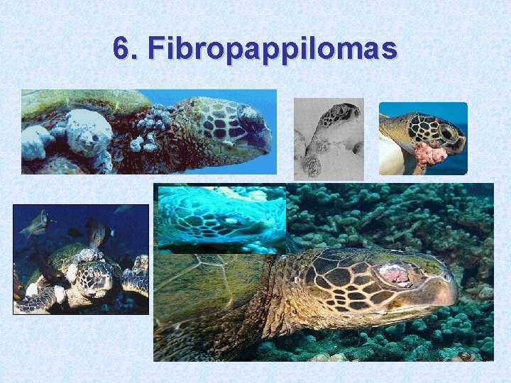 6. Fibropappilomas 