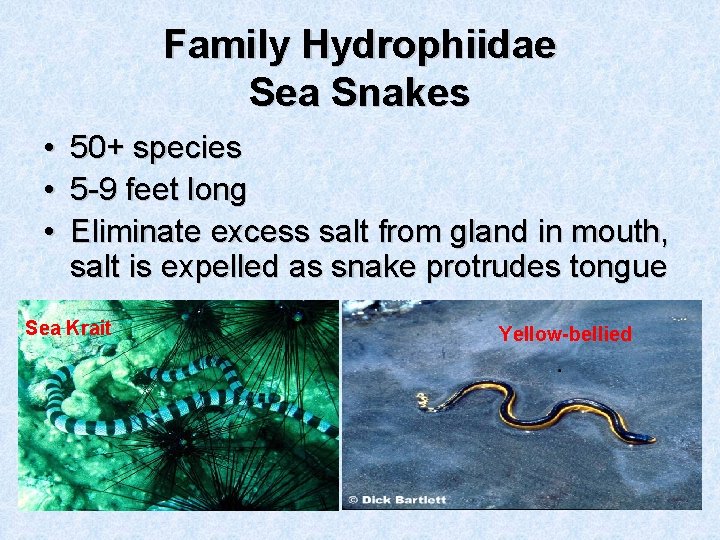 Family Hydrophiidae Sea Snakes • • • 50+ species 5 -9 feet long Eliminate