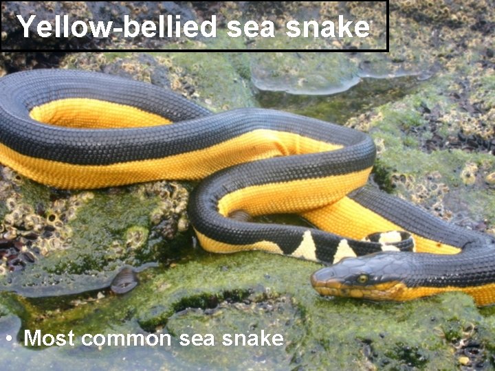 Yellow-bellied sea snake • Most common sea snake 