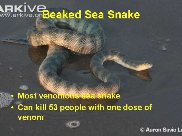 Beaked Sea Snake • Most venomous sea snake • Can kill 53 people with