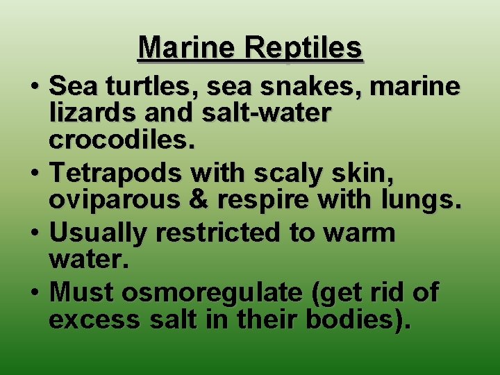 Marine Reptiles • Sea turtles, sea snakes, marine lizards and salt-water crocodiles. • Tetrapods