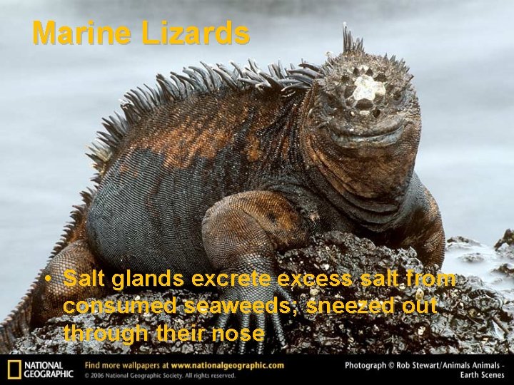 Marine Lizards • Salt glands excrete excess salt from consumed seaweeds; sneezed out through