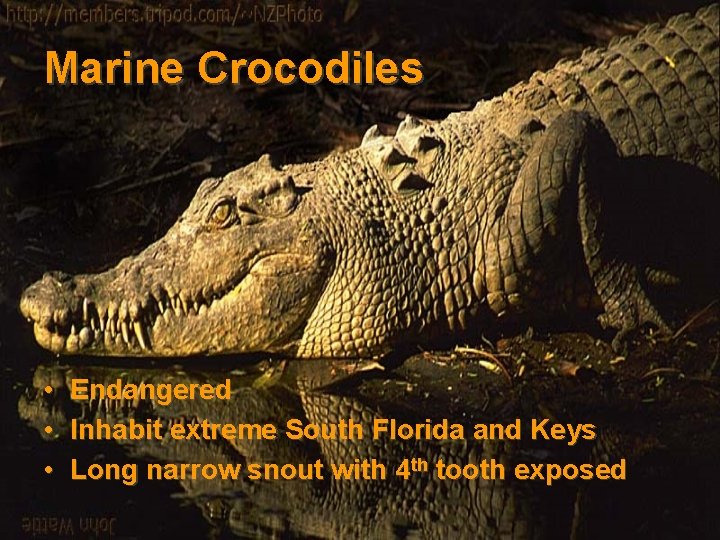 Marine Crocodiles • • • Endangered Inhabit extreme South Florida and Keys Long narrow