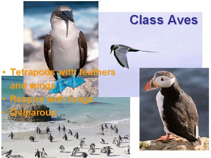 Class Aves • Tetrapods with feathers and wings • Respire with lungs • Oviparous