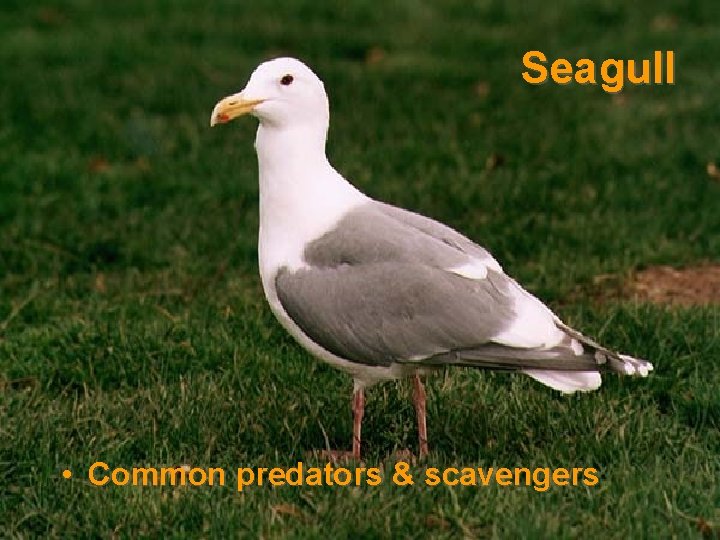 Seagull • Common predators & scavengers 