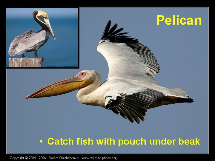 Pelican • Catch fish with pouch under beak 