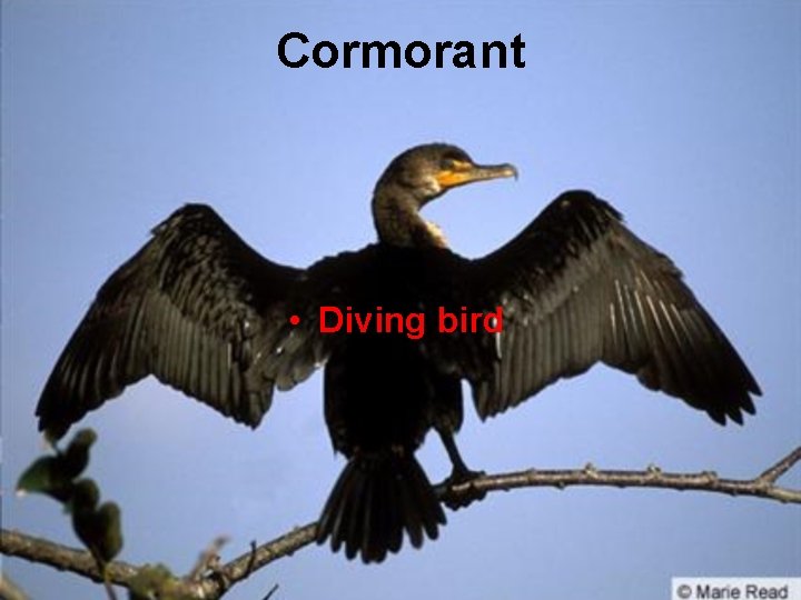 Cormorant • Diving bird 