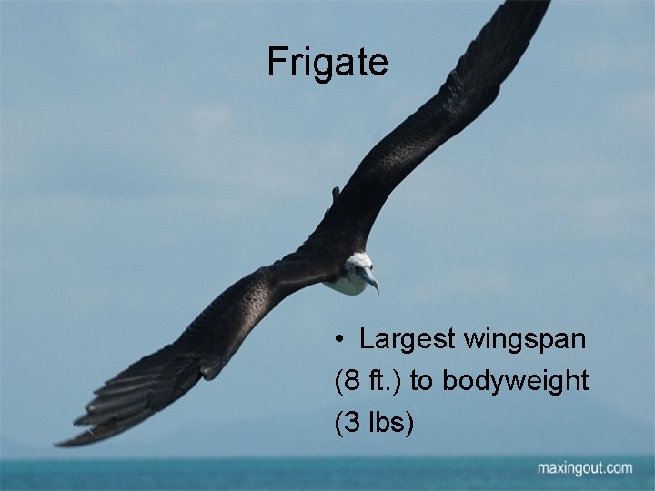 Frigate • Largest wingspan (8 ft. ) to bodyweight (3 lbs) 