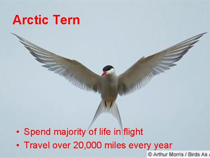 Arctic Tern • Spend majority of life in flight • Travel over 20, 000