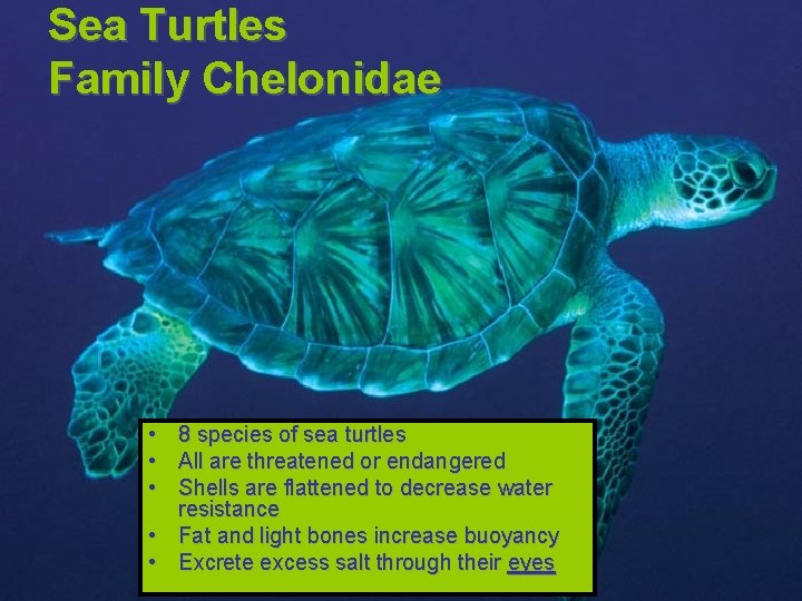 Sea Turtles Family Chelonidae • 8 species of sea turtles • All are threatened