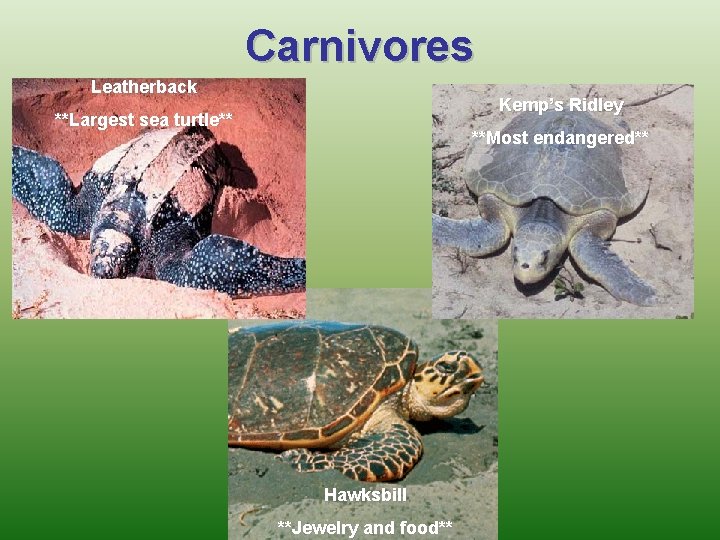 Carnivores Leatherback Kemp’s Ridley **Largest sea turtle** **Most endangered** Hawksbill **Jewelry and food** 