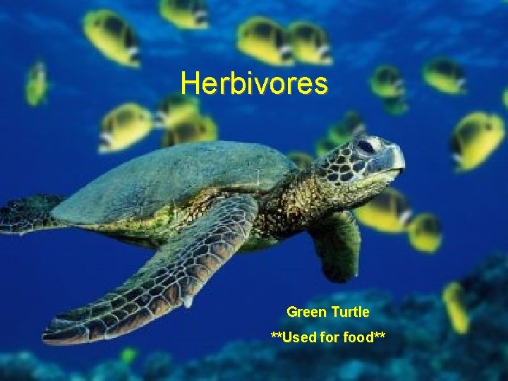 Herbivores Green Turtle **Used for food** 