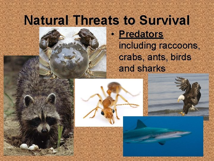 Natural Threats to Survival • Predators including raccoons, crabs, ants, birds and sharks 