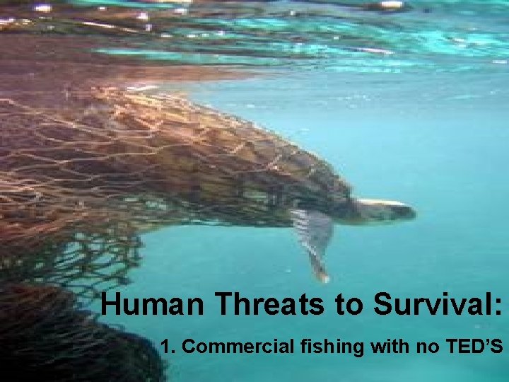 Human Threats to Survival: 1. Commercial fishing with no TED’S 