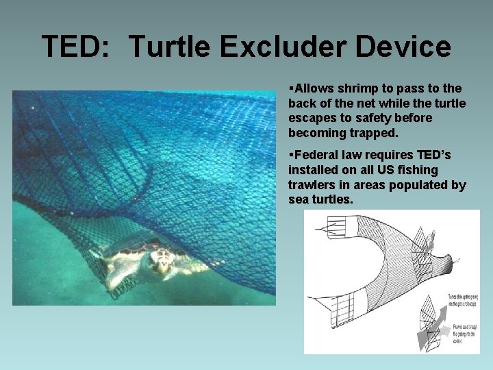 TED: Turtle Excluder Device §Allows shrimp to pass to the back of the net
