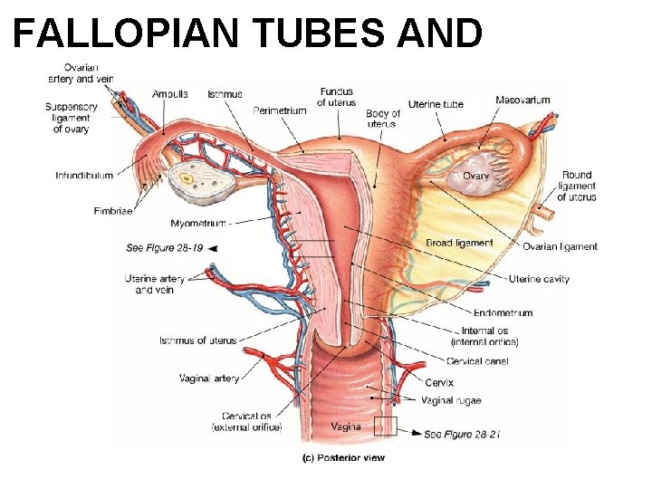 FALLOPIAN TUBES AND OVARIES 