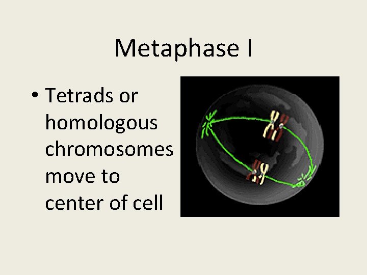 Metaphase I • Tetrads or homologous chromosomes move to center of cell 