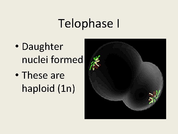 Telophase I • Daughter nuclei formed • These are haploid (1 n) 
