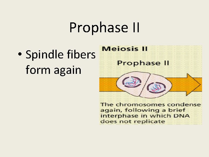 Prophase II • Spindle fibers form again 