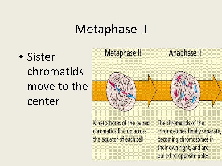 Metaphase II • Sister chromatids move to the center 