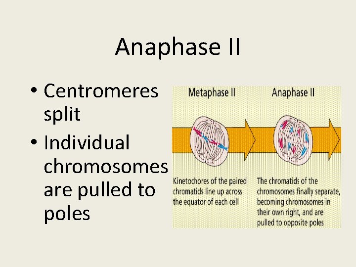 Anaphase II • Centromeres split • Individual chromosomes are pulled to poles 