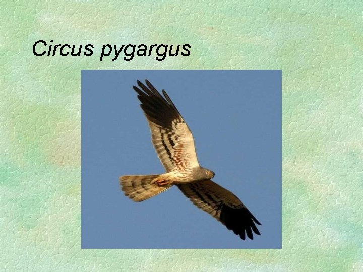 Circus pygargus 