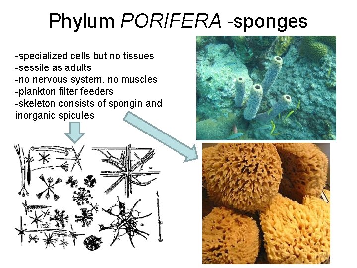 Phylum PORIFERA -sponges -specialized cells but no tissues -sessile as adults -no nervous system,