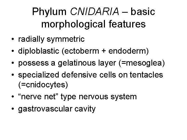 Phylum CNIDARIA – basic morphological features • • radially symmetric diploblastic (ectoberm + endoderm)